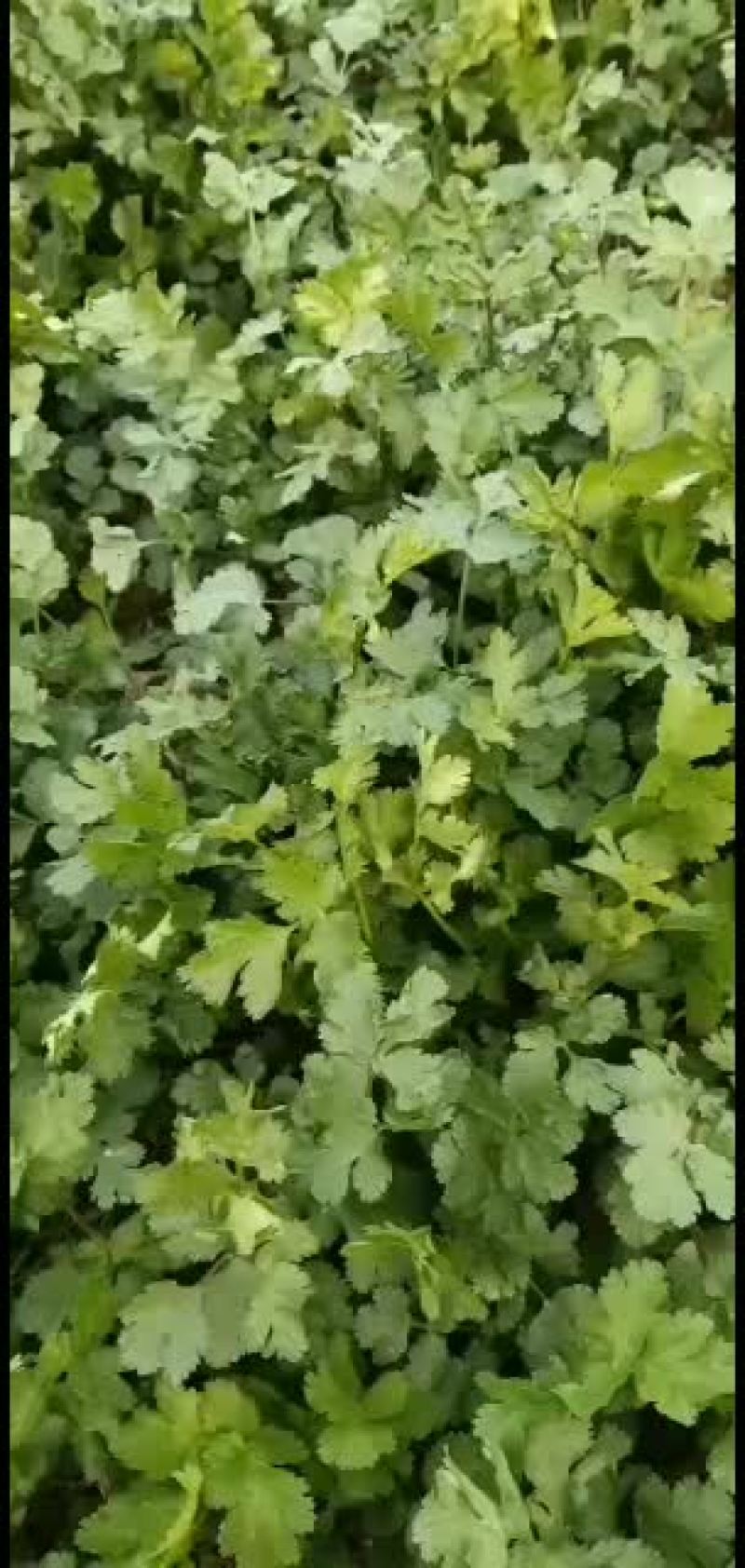 香菜已大面积上市哦，有需要的随时联系