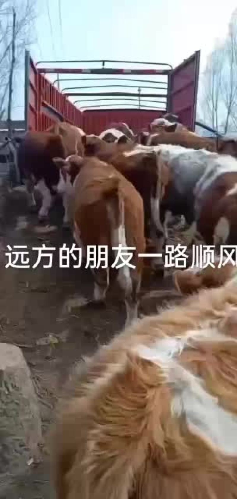 育肥牛、育成牛、怀胎大母牛丶奶牛丶产奶母牛