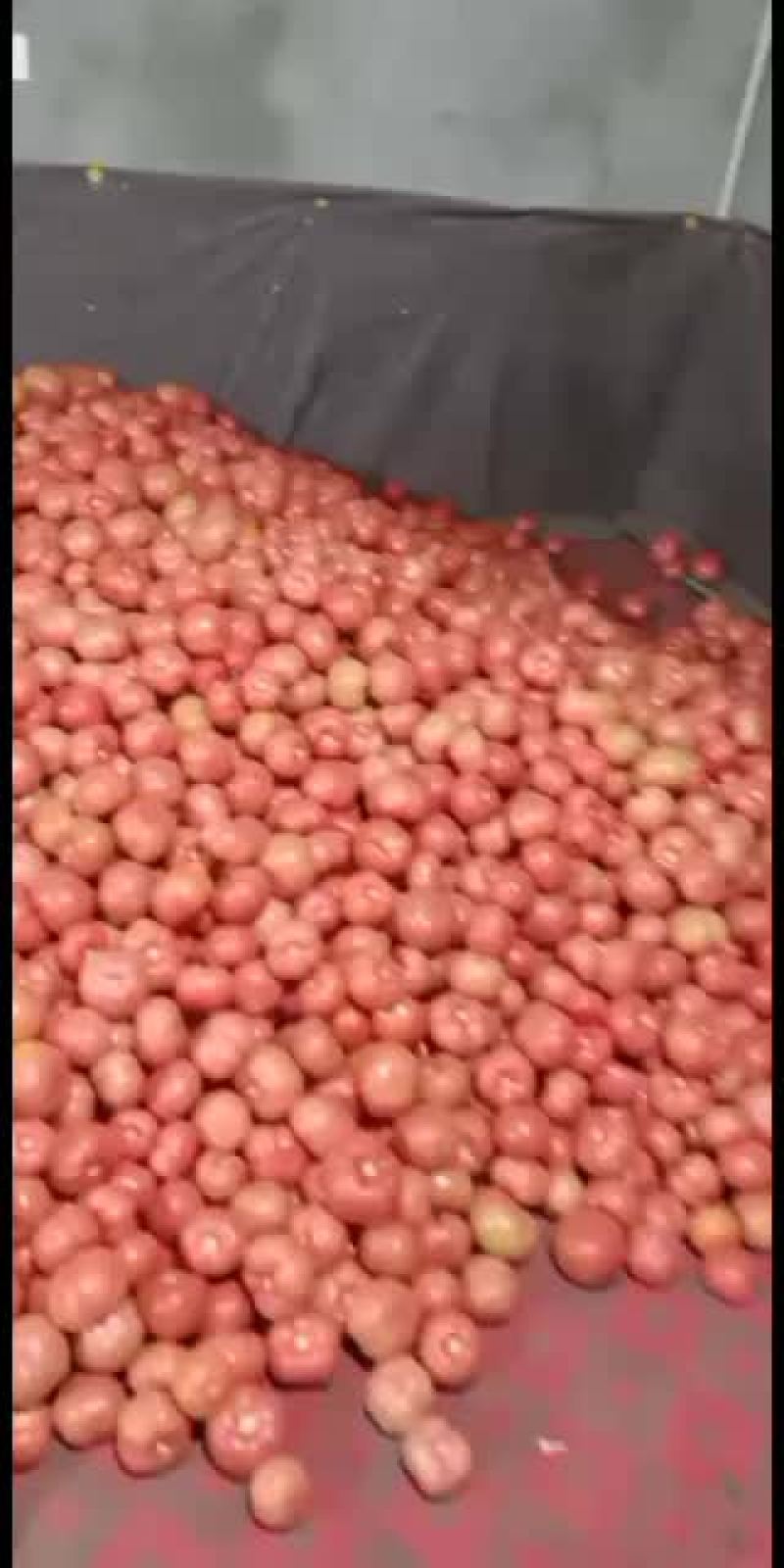 武威市凉州区硬粉地头精品西红柿