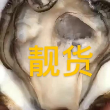 钦州大蚝脆甜爽口美味营养