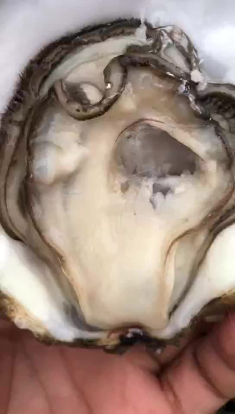 钦州大蚝脆甜爽口美味营养