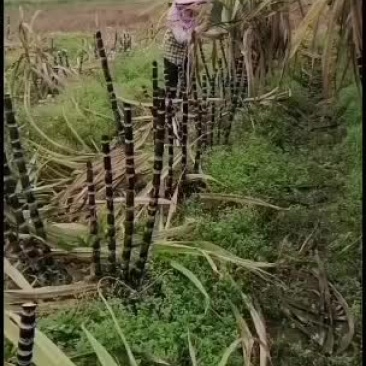 新鲜甘蔗苗批发，欢迎订货