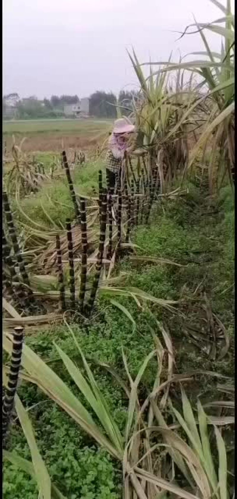 新鲜甘蔗苗批发，欢迎订货