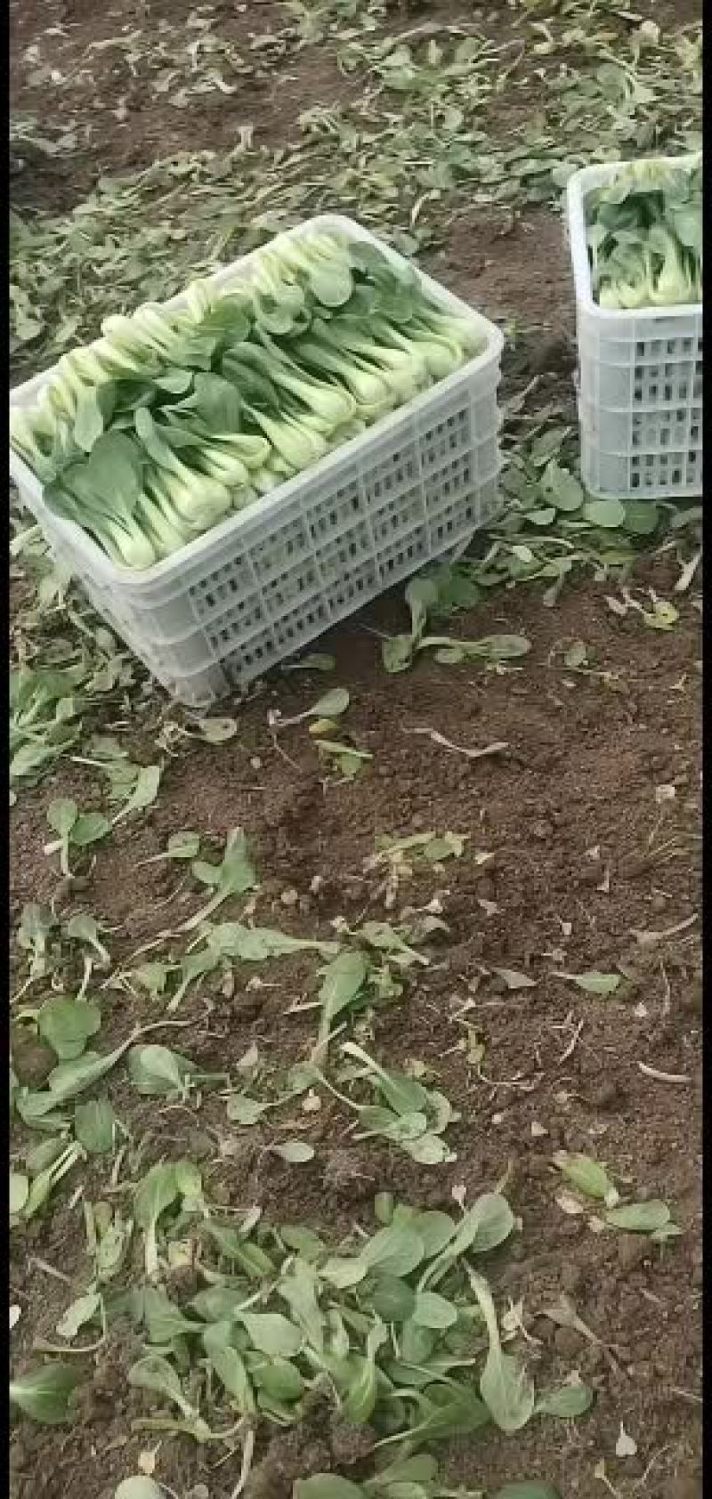 全国代收代发精品叶菜