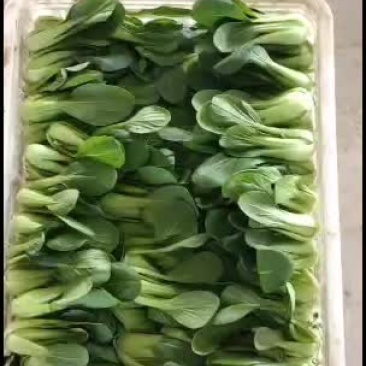 全国代收代发精品叶菜