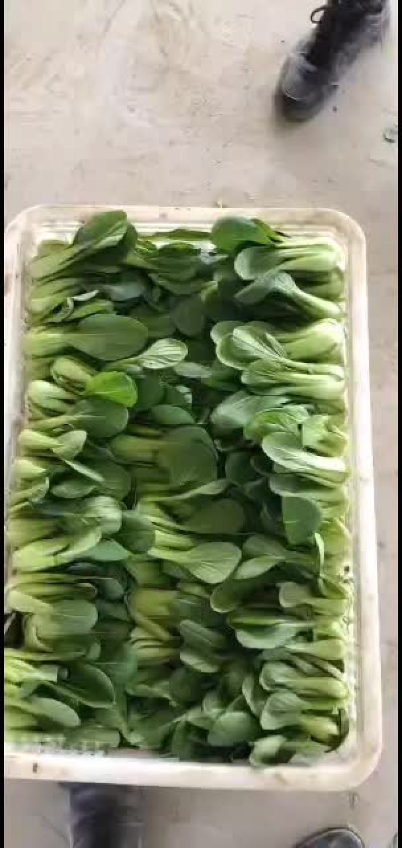 全国代收代发精品叶菜