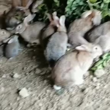比利时兔，散养兔，山里放养吃青草。