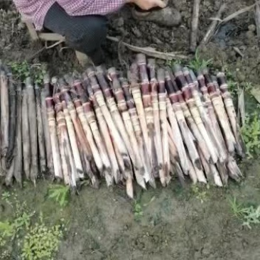 优良品种苗有需要的下单