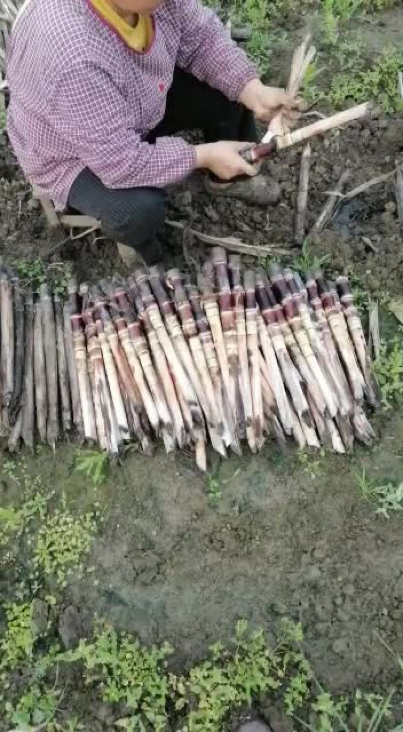 优良品种苗有需要的下单