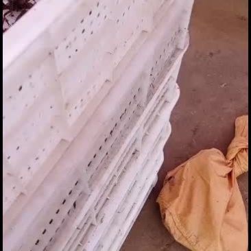 小龙虾苗，基地值供，一手货源