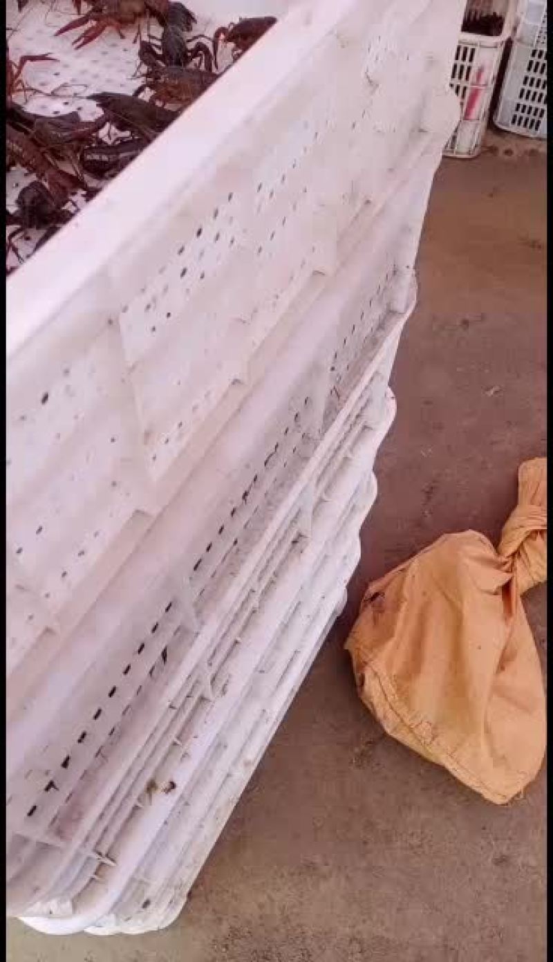 小龙虾苗，基地值供，一手货源