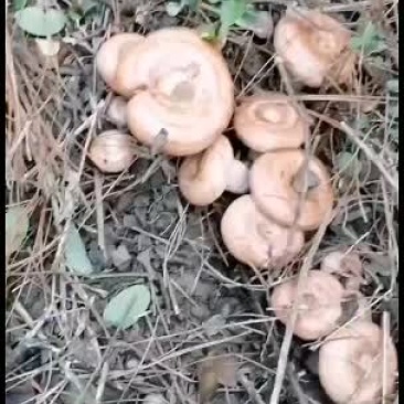 广西柳州融水县松树菌