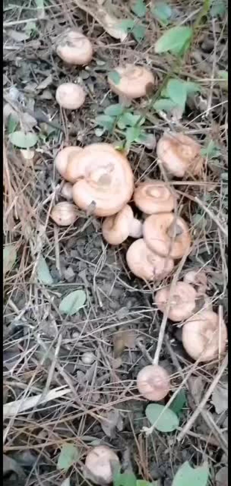 广西柳州融水县松树菌