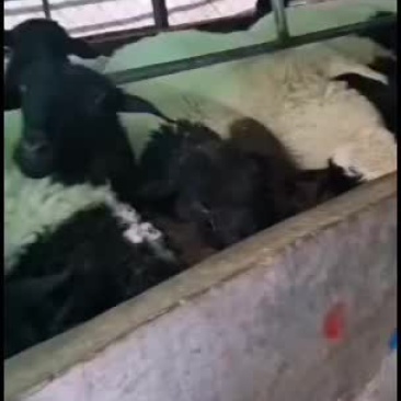 黑头杜泊绵羊，出售中，要的联系