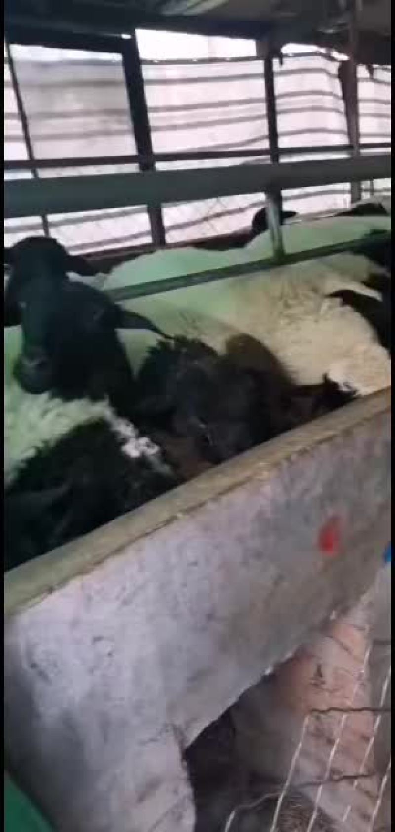 黑头杜泊绵羊，出售中，要的联系