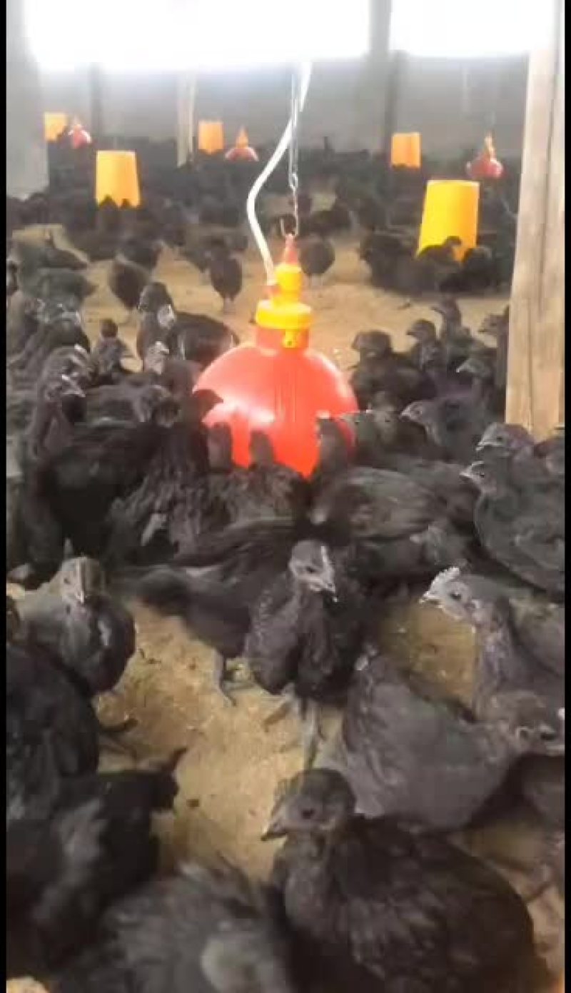 小鸡鸡苗有乌的有麻的