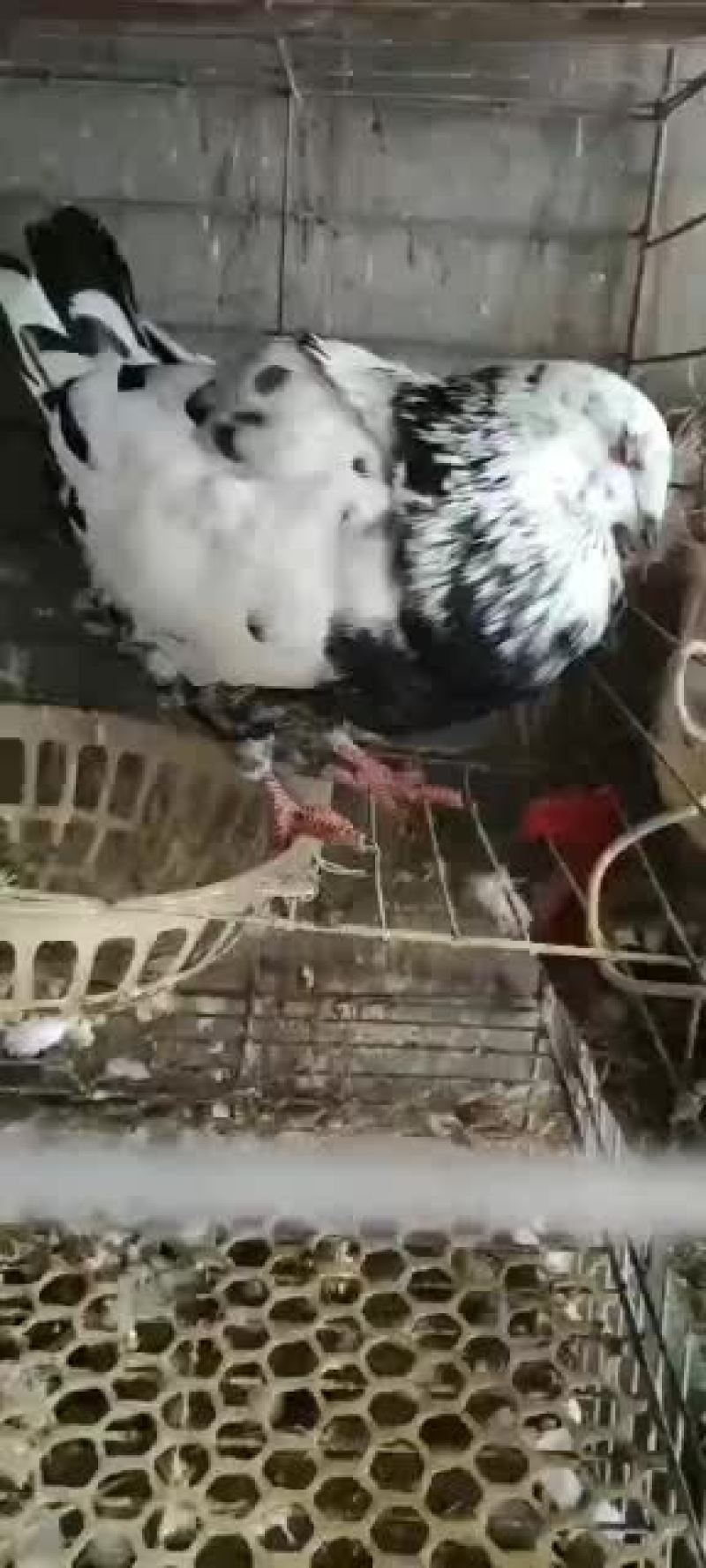 肉鸽元宝鸽花鸽仙女鸽观赏鸽种鸽