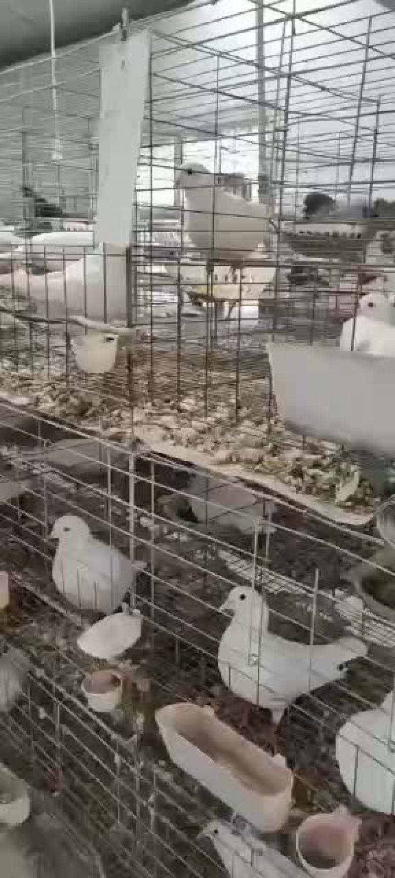 肉鸽元宝鸽花鸽仙女鸽观赏鸽种鸽
