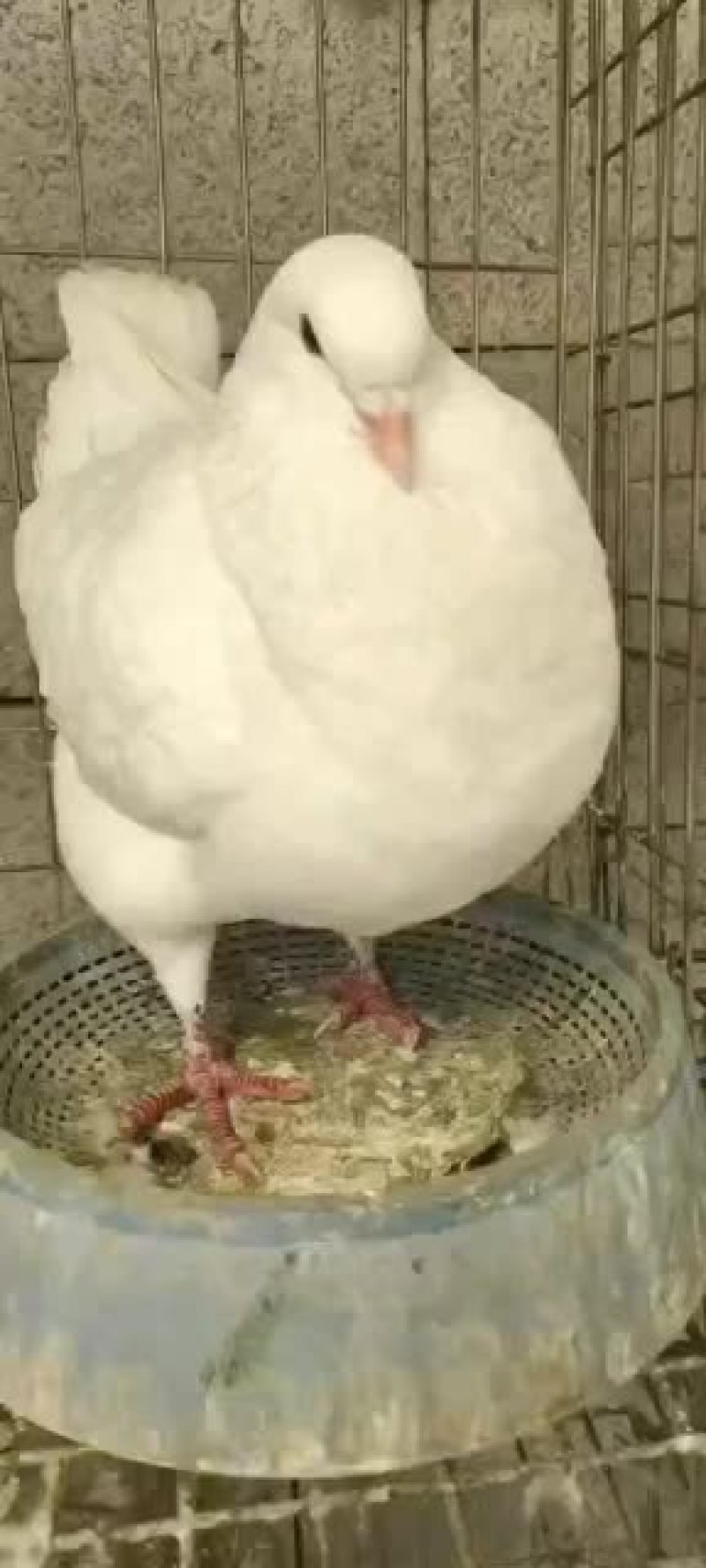 肉鸽元宝鸽花鸽仙女鸽观赏鸽种鸽