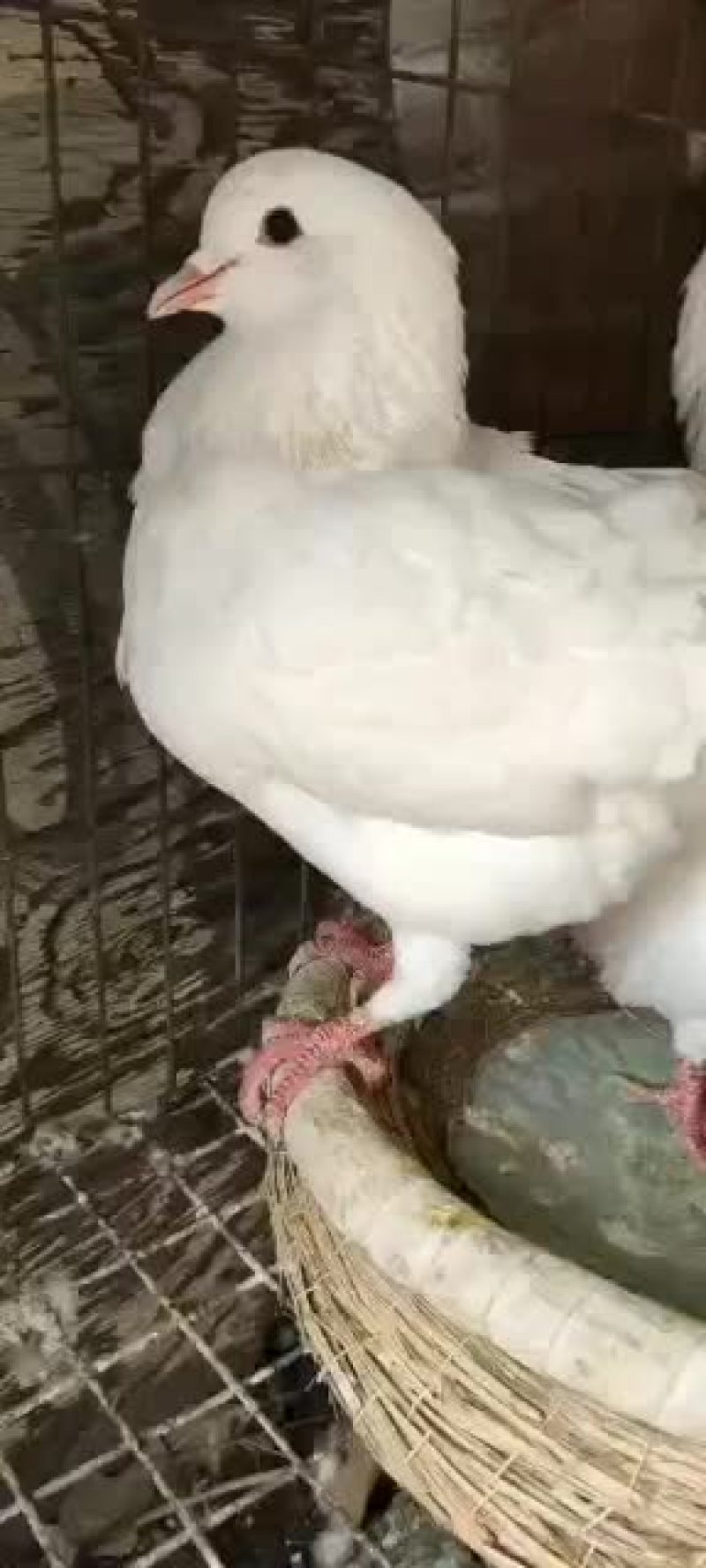 肉鸽元宝鸽花鸽仙女鸽观赏鸽种鸽