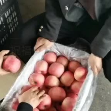 吉县冷库红富士苹果，有商品货和冰雹货…