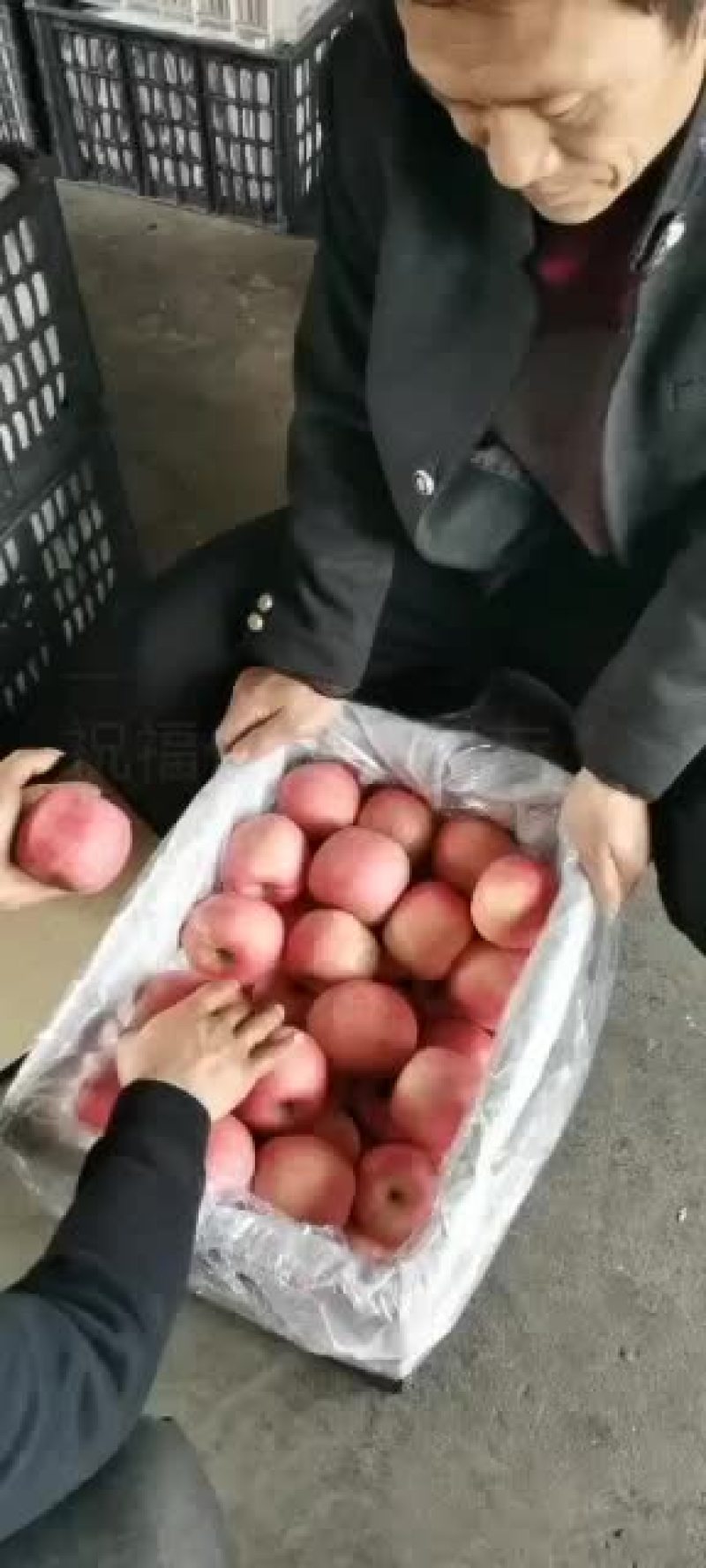 吉县冷库红富士苹果，有商品货和冰雹货…