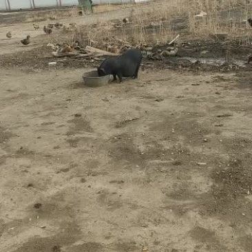 出售藏香猪，仔猪，头胎临产母猪