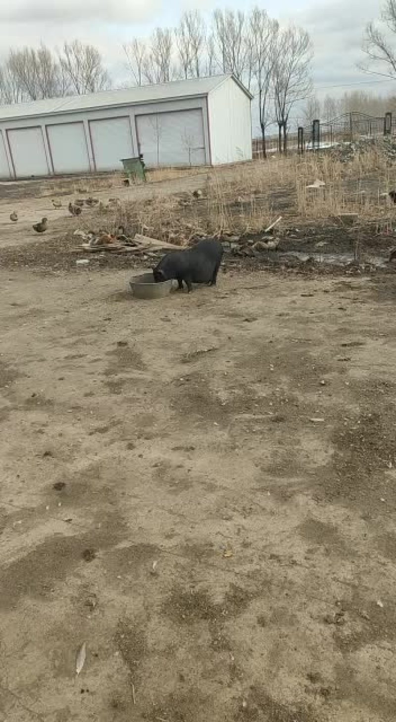 出售藏香猪，仔猪，头胎临产母猪