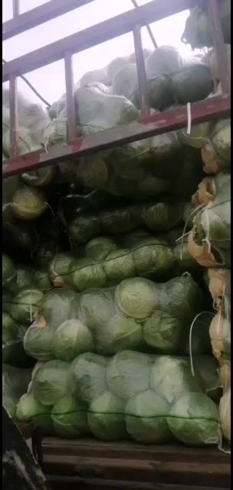 甘蓝，袋装甘蓝，个大颜色正