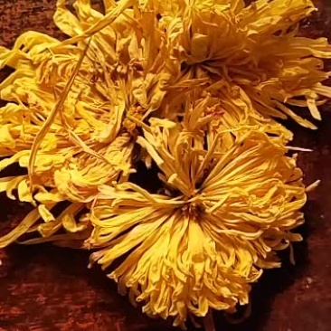 金丝皇菊一朵一杯大黄菊特级大朵菊花茶清热