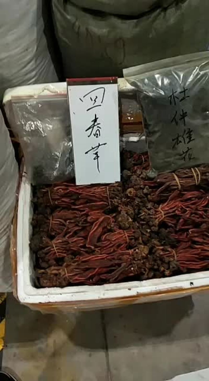金丝皇菊一朵一杯大黄菊特级大朵菊花茶清热