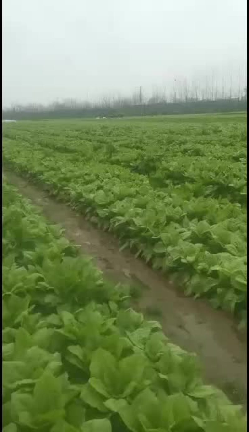 蔬菜基地白皮莴笋大量上市了