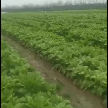 蔬菜基地白皮莴笋大量上市了