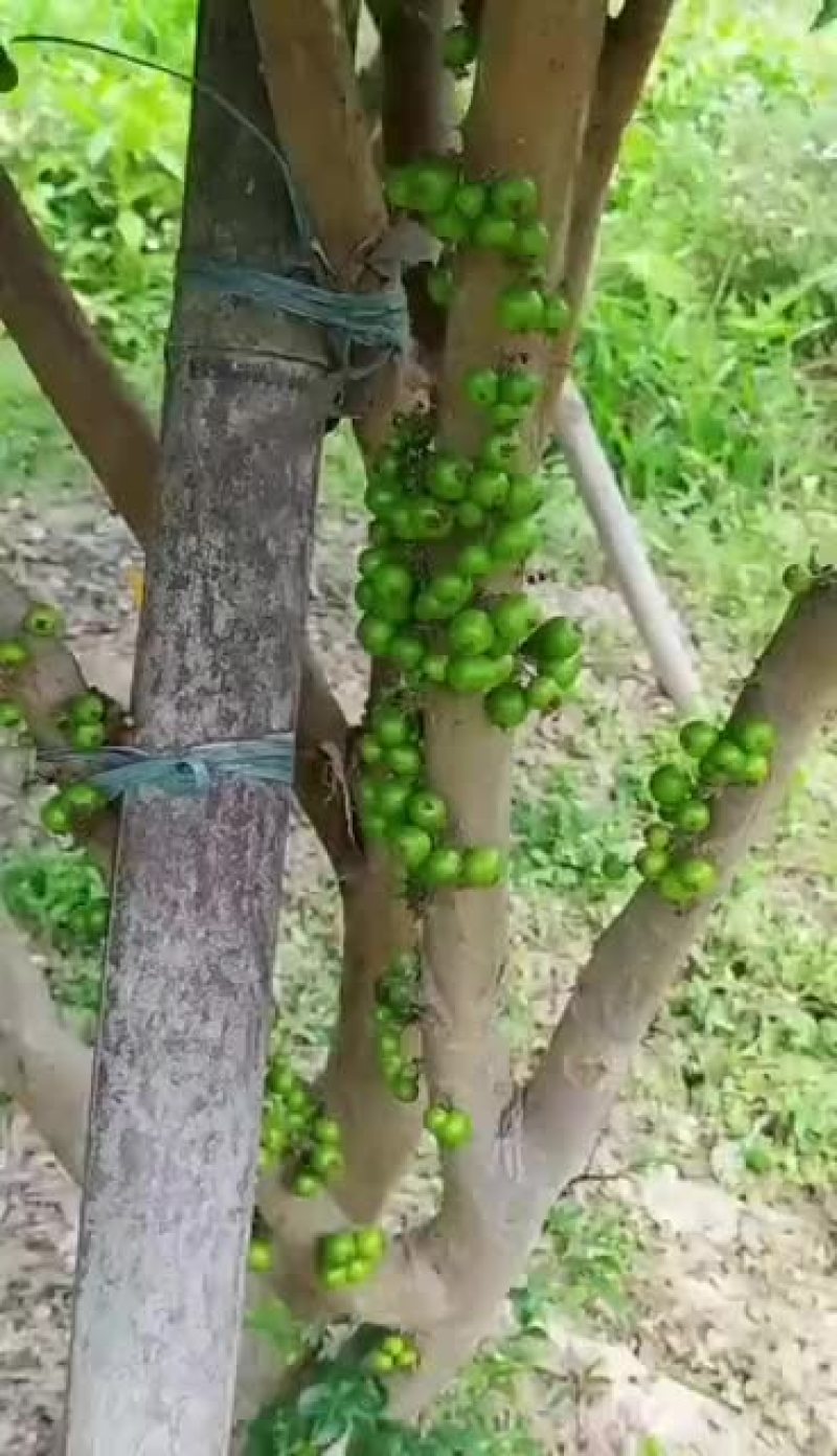 嘉宝果十年结果树价格便宜