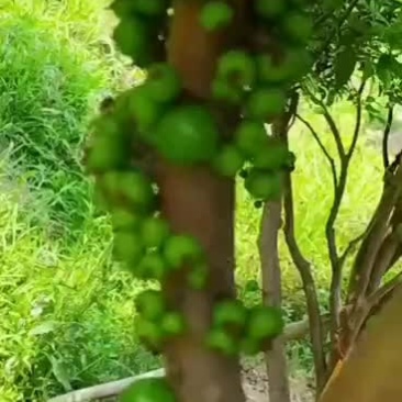 嘉宝果十年结果树价格便宜