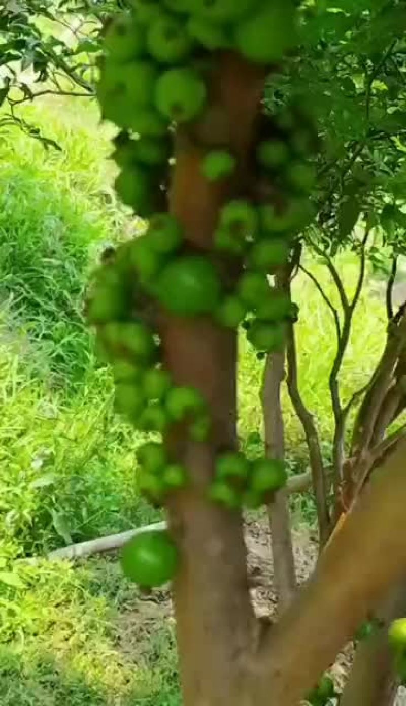 嘉宝果十年结果树价格便宜