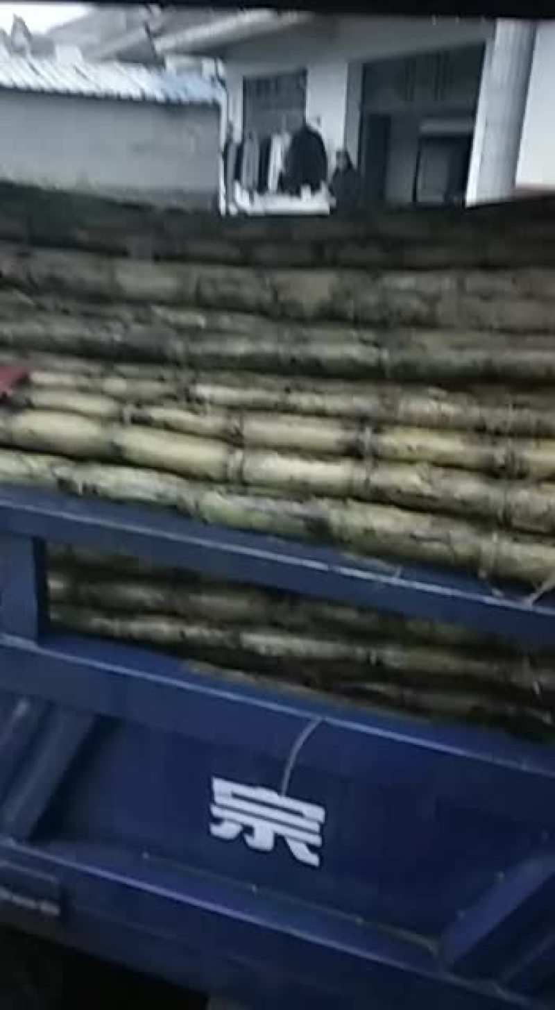 汉寿青皮正在热中，欢迎各位老板前来订购