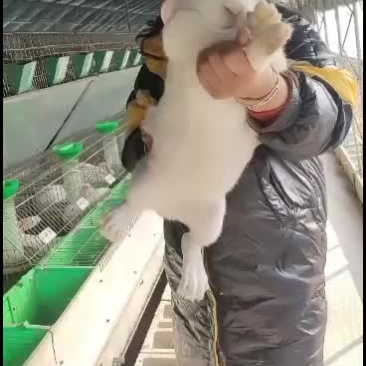 改良杂交肉兔，比利时新西兰伊拉黑