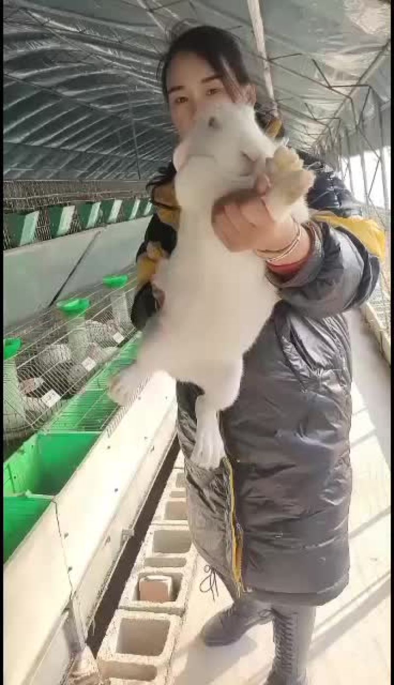 改良杂交肉兔，比利时新西兰伊拉黑