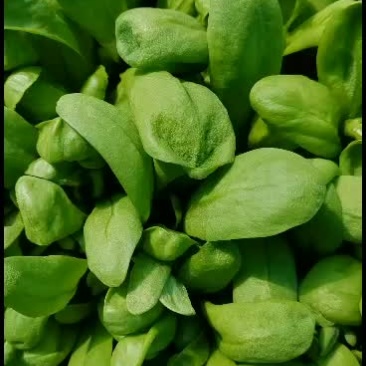 精品大叶茼蒿产地直销