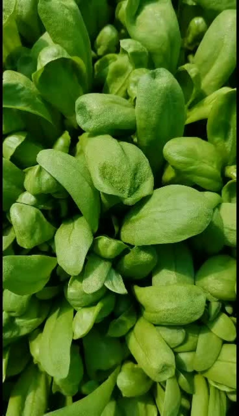 精品大叶茼蒿产地直销