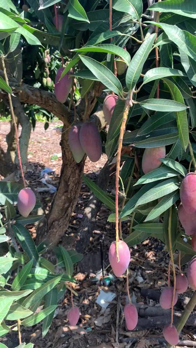 海南贵妃芒统果一树下价格可谈