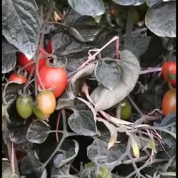 精品圣女果，产地直销，