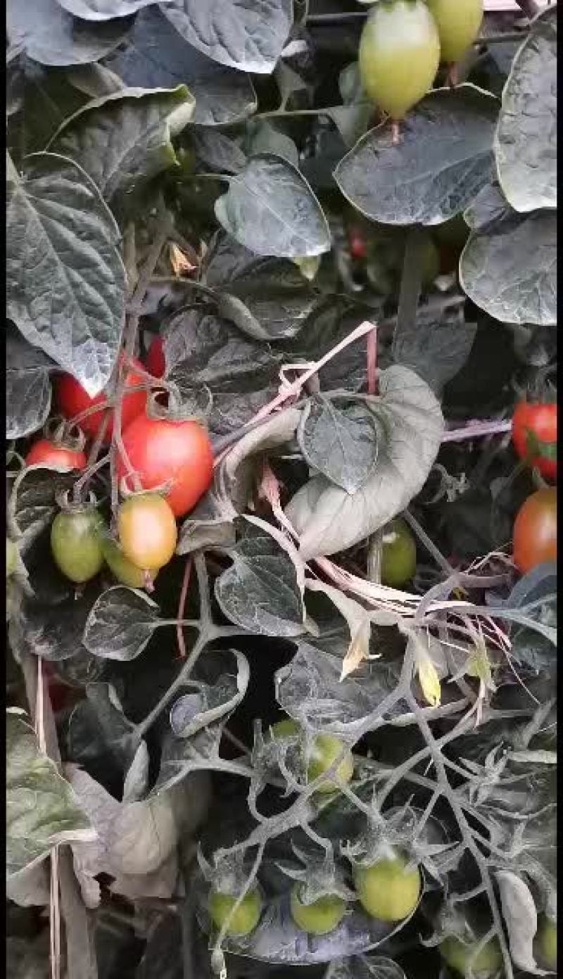 精品圣女果，产地直销，