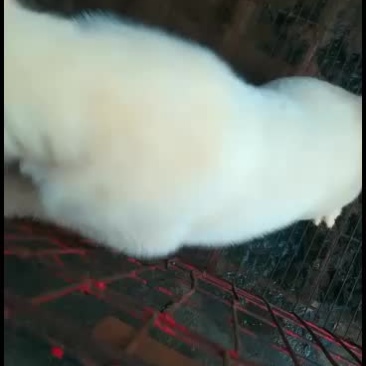 小下司犬，小公一枚动力好，猎性好喜欢的来秒