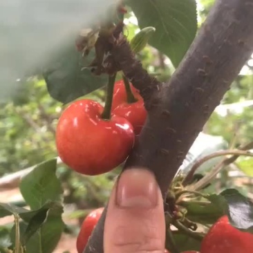 山东沂源大美早马上上市