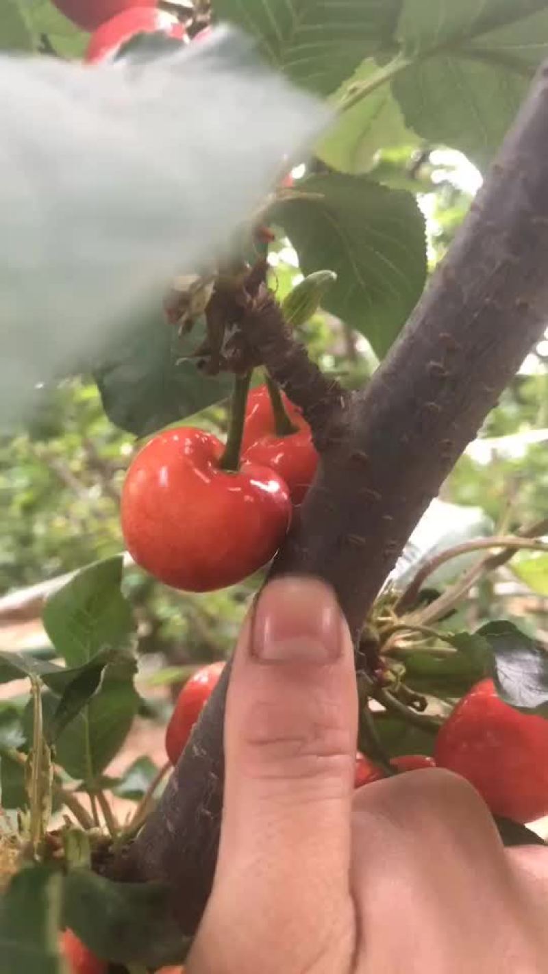 山东沂源大美早马上上市