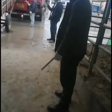 出售各种牛苗，鲁西南六元杂交黄牛，夏洛莱，西门塔尔，安格