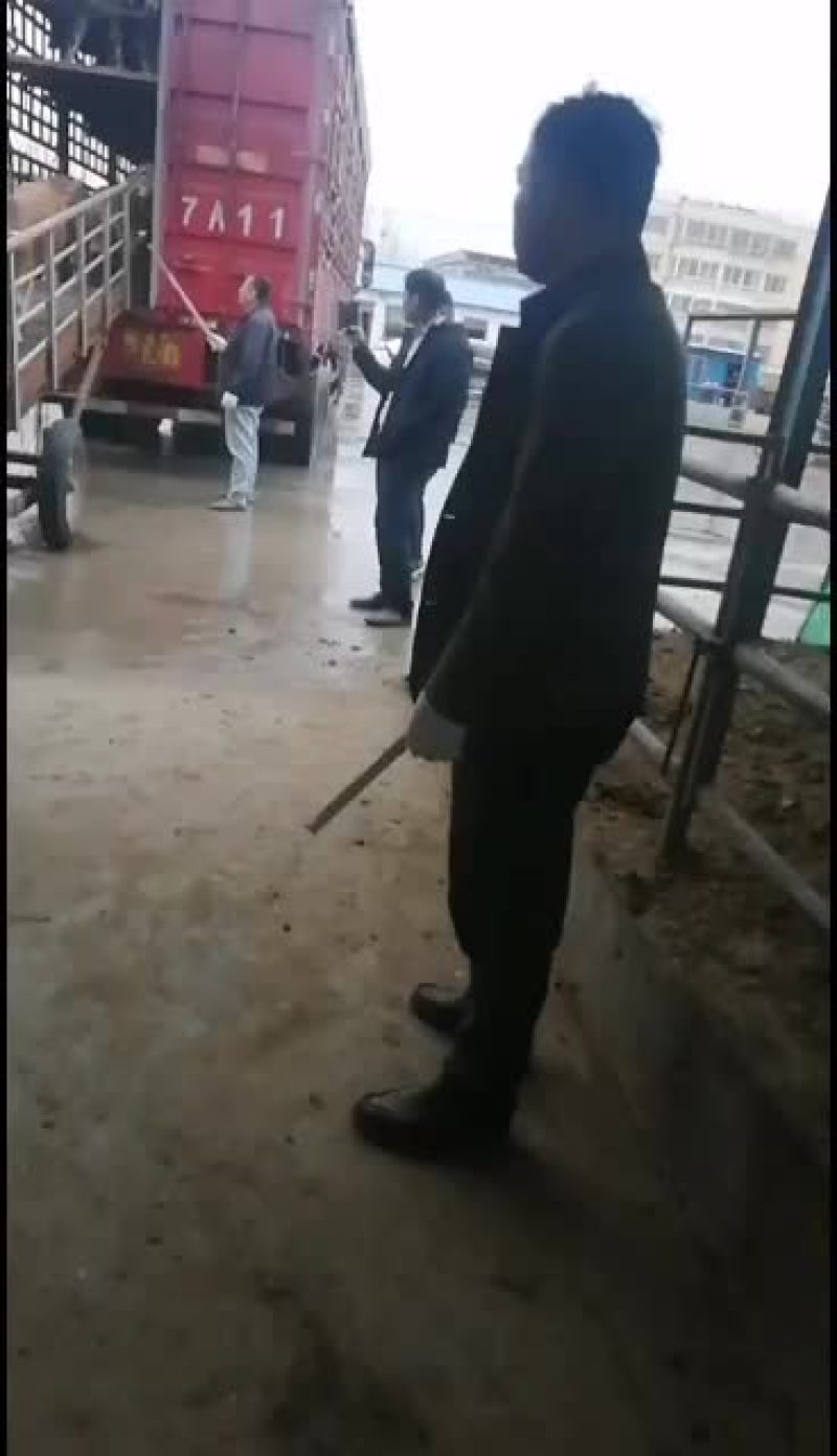 出售各种牛苗，鲁西南六元杂交黄牛，夏洛莱，西门塔尔，安格