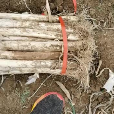 大量批发长白大葱纯白40公分
